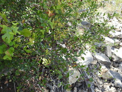 Crataegus viridis glabriuscula