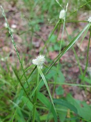 Cyperus sesquiflorus sesquiflorus