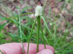 Cyperus sesquiflorus sesquiflorus