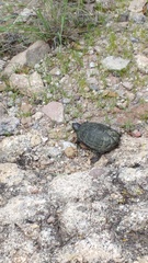 Kinosternon sonoriense