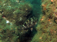 Chironemus marmoratus