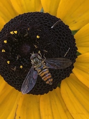Episyrphus balteatus