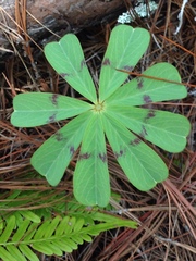 Ionoxalis
