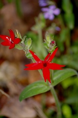 Silene virginica