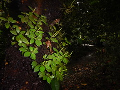 Peperomia laevifolia