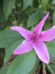 Pseuderanthemum laxiflorum