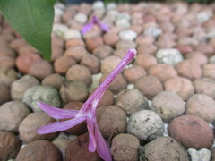 Pseuderanthemum laxiflorum