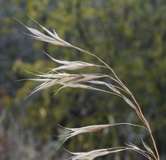 Bromus benekenii