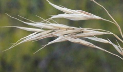 Bromus benekenii