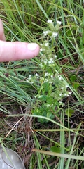 Mitreola