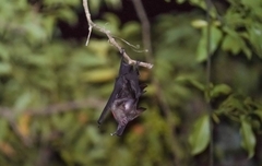 Hipposideros armiger
