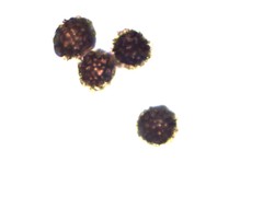 Scleroderma septentrionale