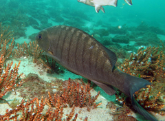 Black Bream photo 4
