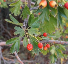 Crataegus dipyrena
