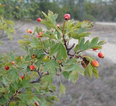 Crataegus dipyrena