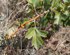 Crataegus taurica