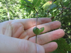 Ampelomyia vitispomum