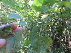 Ampelomyia vitispomum