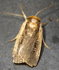 Ochropleura