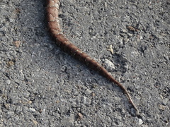 Agkistrodon russeolus