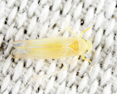 Zonocyba hockingensis