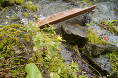 Erythranthe nepalensis