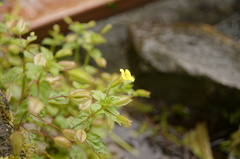 Erythranthe nepalensis