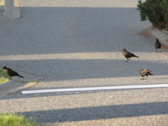 Corvus brachyrhynchos caurinus