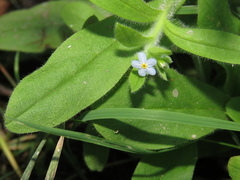 Myosotis secunda
