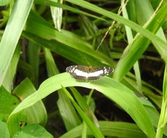 Castilia