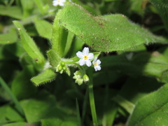 Myosotis secunda