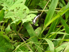 Castilia