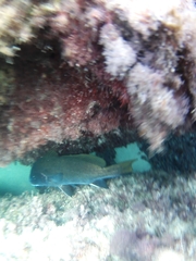 Sciaena umbra