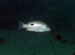 Lutjanus russellii