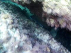 Sciaena umbra