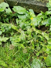 Geum urbanum