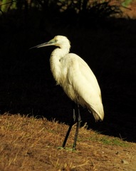 Egretta garzetta