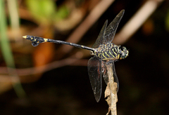 Ictinogomphus regisalberti
