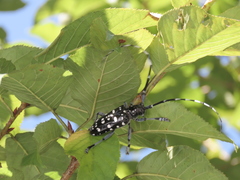 Anoplophora macularia