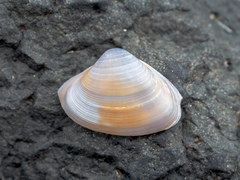 Mactrinae