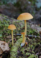 Entoloma unicolor