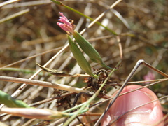 Dianthus cintranus