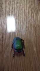 Chrysina lecontei