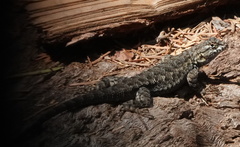 Sceloporus occidentalis taylori