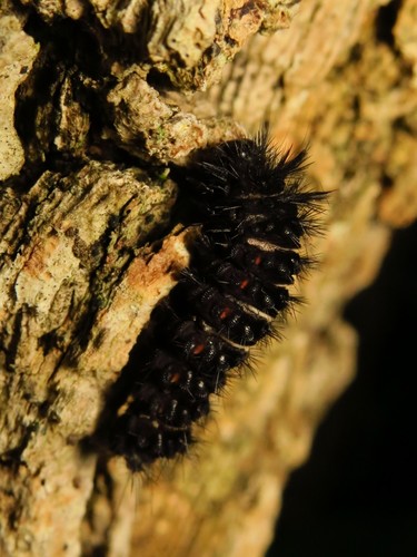 Agreeable Tiger Moth