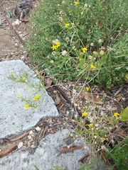 Tetraneuris linearifolia