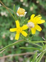 Tetraneuris linearifolia