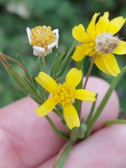 Tetraneuris linearifolia