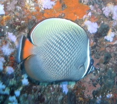 Chaetodon collare