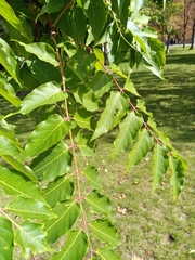 Ailanthus altissima
